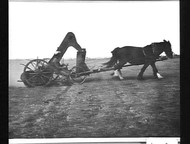 M/C FOR HARVESTING SUBTERRANIAN CLOVER ON MR. J. BOADLE'S PROPERTY, SMEATON, VIC.: FEB. 1933