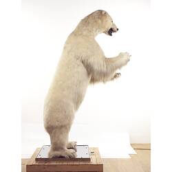 Side view of taxidermied polar bear mounted standing on hindlegs.
