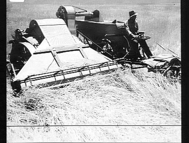 10 FT. `A.L.' HARVESTER IN 11 BAG CROP OF DOWN AND TANGLED WHEAT. J. LETHLEAN. BRUCE ROCK, W.A.: DEC 1939