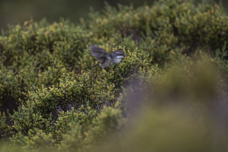White-browed scrubwren.