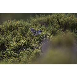 White-browed scrubwren.