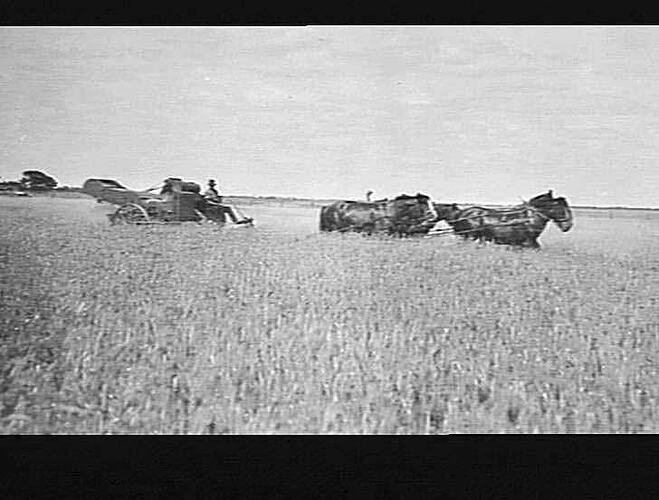 THESE PHOTOS TAKEN (1920) AT QUAMBATOOK