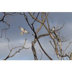Masked Woodswallows.