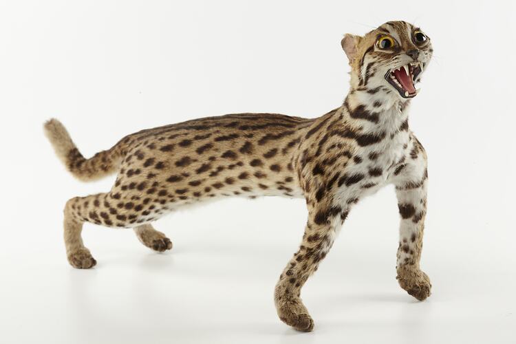 Taxidermied leopard cat.