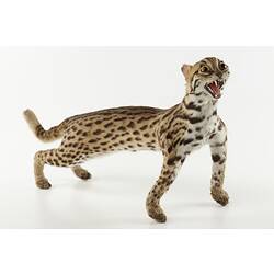 Taxidermied leopard cat.