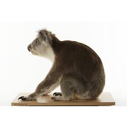 Side view of taxidermied koala mount sitting on wooden board.