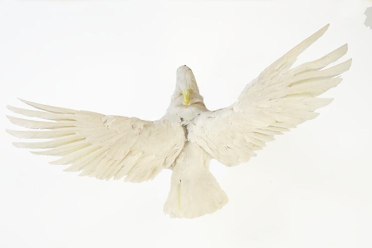 White cockatoo specimen, wings spread.