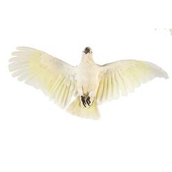White cockatoo specimen mounted as though in flight, lying on back.