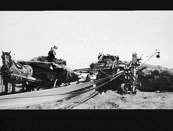 RED RIVER SPECIAL THRESHING MACHINE AT WORK, N.Z.: MARCH 1928