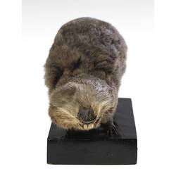 Front view of blind mole rat specimen mounted on wooden base.