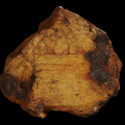 Mount Egerton Meteorite. [E 12916]