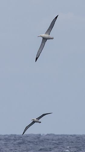 New Zealand Wandering Albatross (right).