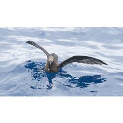 Great-winged Petrel and Grey-faced Petrel.