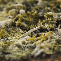Pyromorphite. [M 53451]