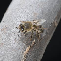 Honey Bee on tree.