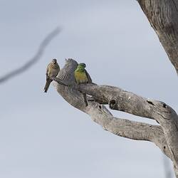 Two birds on branch, one green, one paler drab brown.