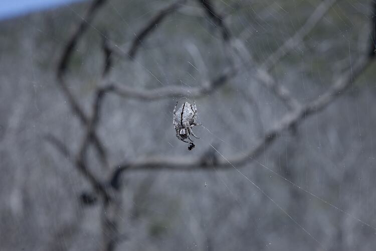 Family Araneidae, orb-weaving spider. Wilsons Promontory National Park, Victoria.