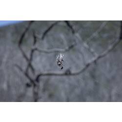 Family Araneidae, orb-weaving spider. Wilsons Promontory National Park, Victoria.
