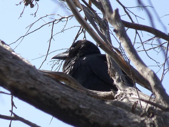 Black bird in tree.