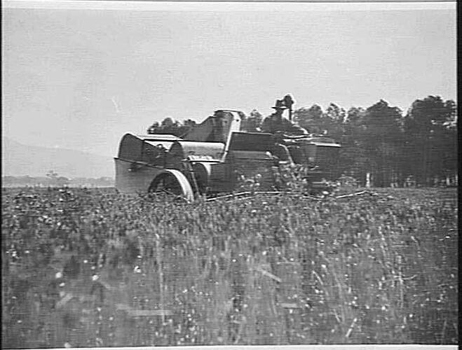 `WISCONSIN' AUTO AND 8 FT. STANDARD HEADER IN A 12 BAG PER ACRE THISTLE INFESTED CROP OF `FREE GALLIPOLI' WHEAT ON THOMPSON BROS' FARM, BEAUFORT: 4/2/1930
