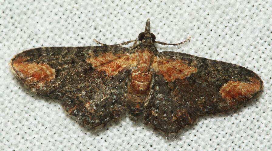 <em>Pasiphilodes testulata</em>, moth. Great Otway National Park, Victoria.