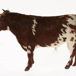 Model of brown and white bull. Left profile.
