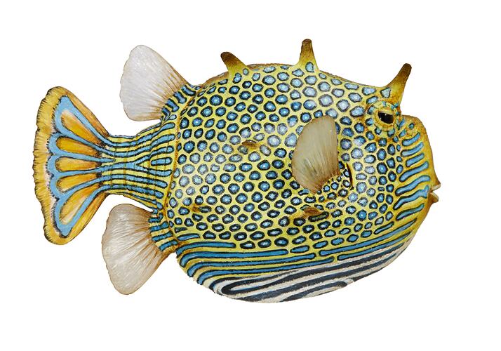 Model of yellow fish with blue spots and stripes.