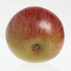 Wax model of an apple painted red and yellow. Base view.