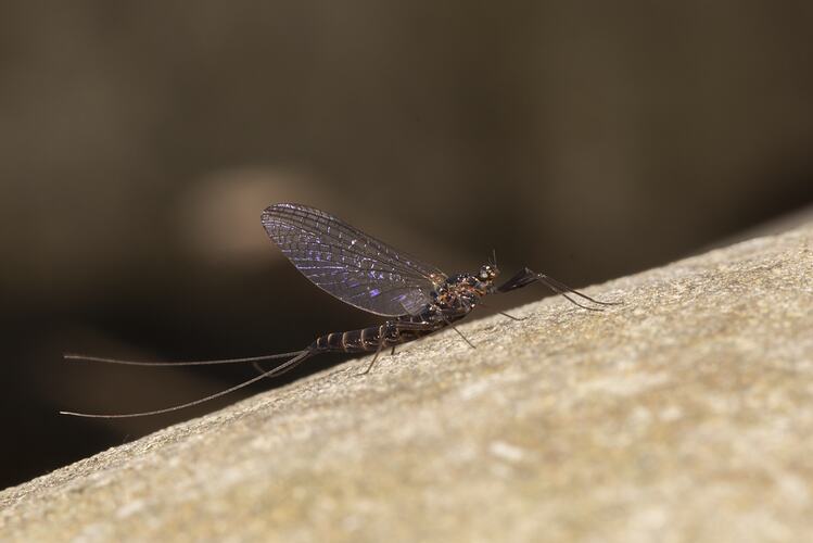 Mayfly on rock.