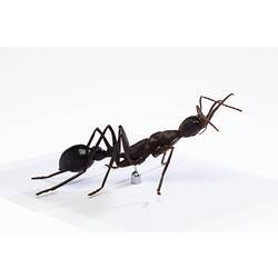 <em>Myrmecia</em> sp., female Bull Ant model. Registration no. HYM 61510.