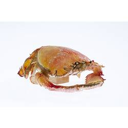 Painted Spanner Crab specimen
