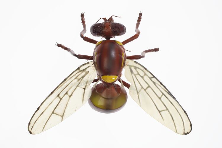 Fruit fly insect model with wings, six legs and dark thorax curled.