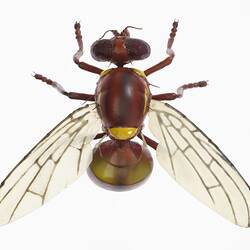 Insect Model - Queensland Fruit Fly, 1960