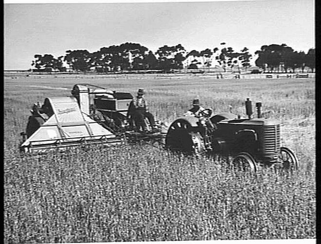 MR. V. R. HEARD OF HORSHAM, VICTORIA, HARVESTS 39 BUSHELS OF `GHURKA' WHEAT TO THE ACRE WITH HIS SUNSHINE 10 FT `A.L.' STRIPPER-HARVESTER DRAWN BY A SUNSHINE MASSEY HARRIS TRACTOR: JAN 1949