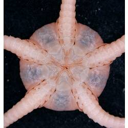 Front view of cream-pink coloured brittle star with oral close-up  on black background.