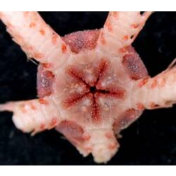 Front view of pink brittle star showing close-up of oral opening on black background.