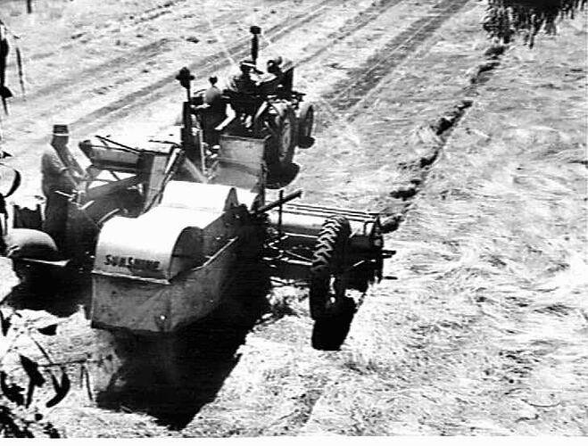 SUNSHINE NO. 6 ENGINE FUNCTIONED HEADER WITH PICK-UP ATTACHMENT, DRAWN BY SUNSHINE MASSEY-HARRIS DIESEL TRACTOR, HARVESTING 20 BUSHELS OF RYE-GRASS SEED PER ACRE FROM THE SWATH ON MR. MAX ARMSTRONG'S PROPERTY, `GOOMALIBEE PARK', BENALLA, VIC.: JAN 1951