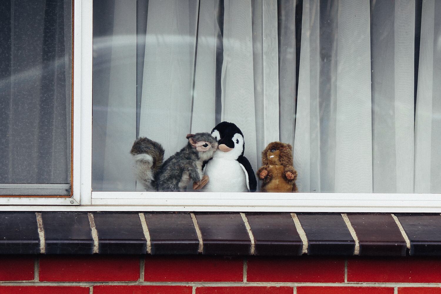 Digital Photograph Soft Toys in Window, COVID19 Pandemic, Northcote