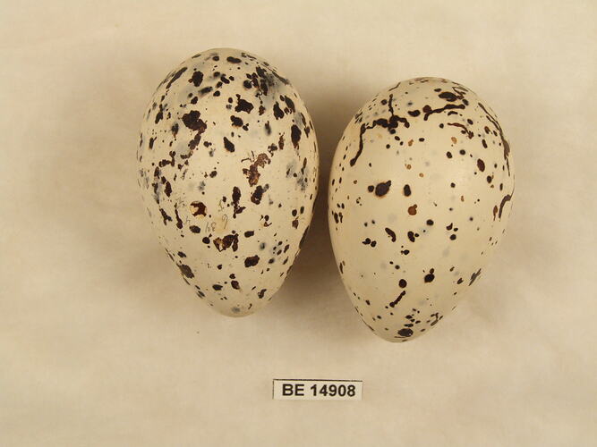 Two bird eggs with specimen label.