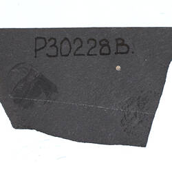 Arthropod fossil on grey rock with handwritten number.
