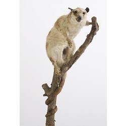 White opossum specimen mounted on branch.
