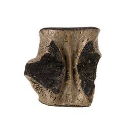 <em>Champsosaurus</em> sp. [P 160545]