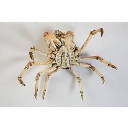 <em>Leptomithrax gaimardii</em>, Giant Spider Crab. [J 46721.13]