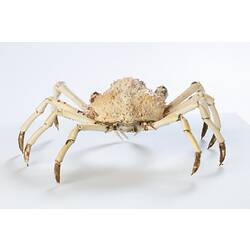 <em>Leptomithrax gaimardii</em>, Giant Spider Crab. [J 46721.17]