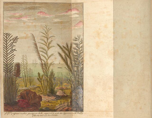 Folded plate with illustation on one side of page. Seascape scene showing a cross section of life underwater a