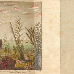 Rare book - John Ellis, 'An essay towards a natural history of the corallines ...', London, Printed for the author, 1755