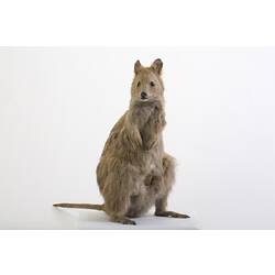 Brown quokka taxidermy specimen.