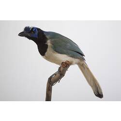 <em>Cyanocorax yncas centralis</em>, Green Jay, mount.  John Gould Collection.  Registration no. 24828.