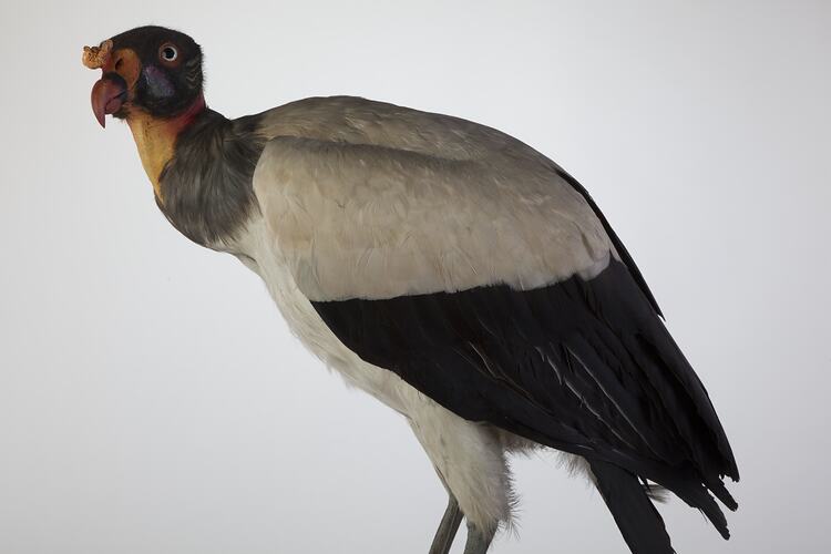 <em>Sarcoramphus papa</em>, King Vulture, mount.  Registration no. 15129.