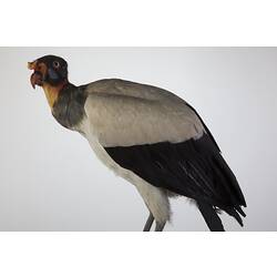 <em>Sarcoramphus papa</em>, King Vulture, mount.  Registration no. 15129.